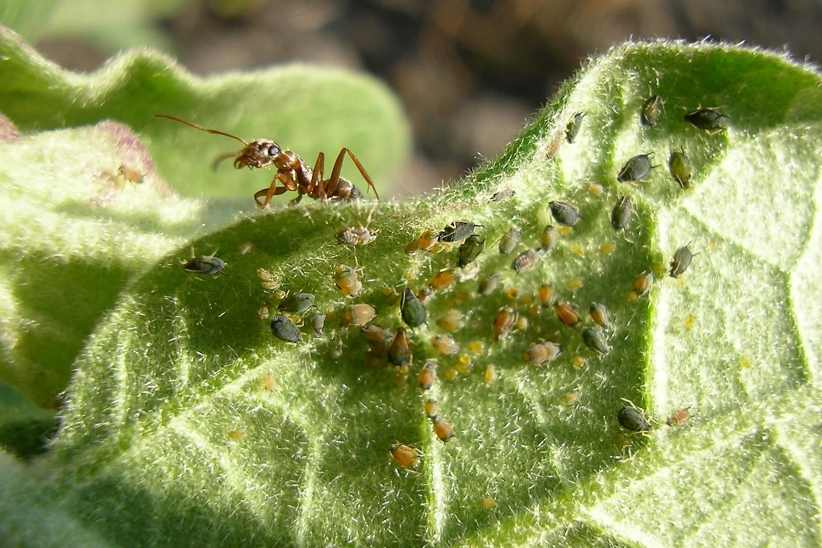 Aphids clustered with an ant on the underside of a hairy green leaf