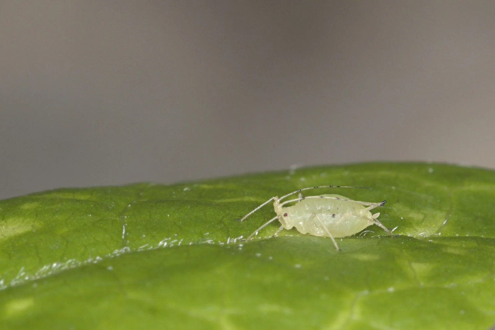 A pale green aphid in close detail on a green leaf