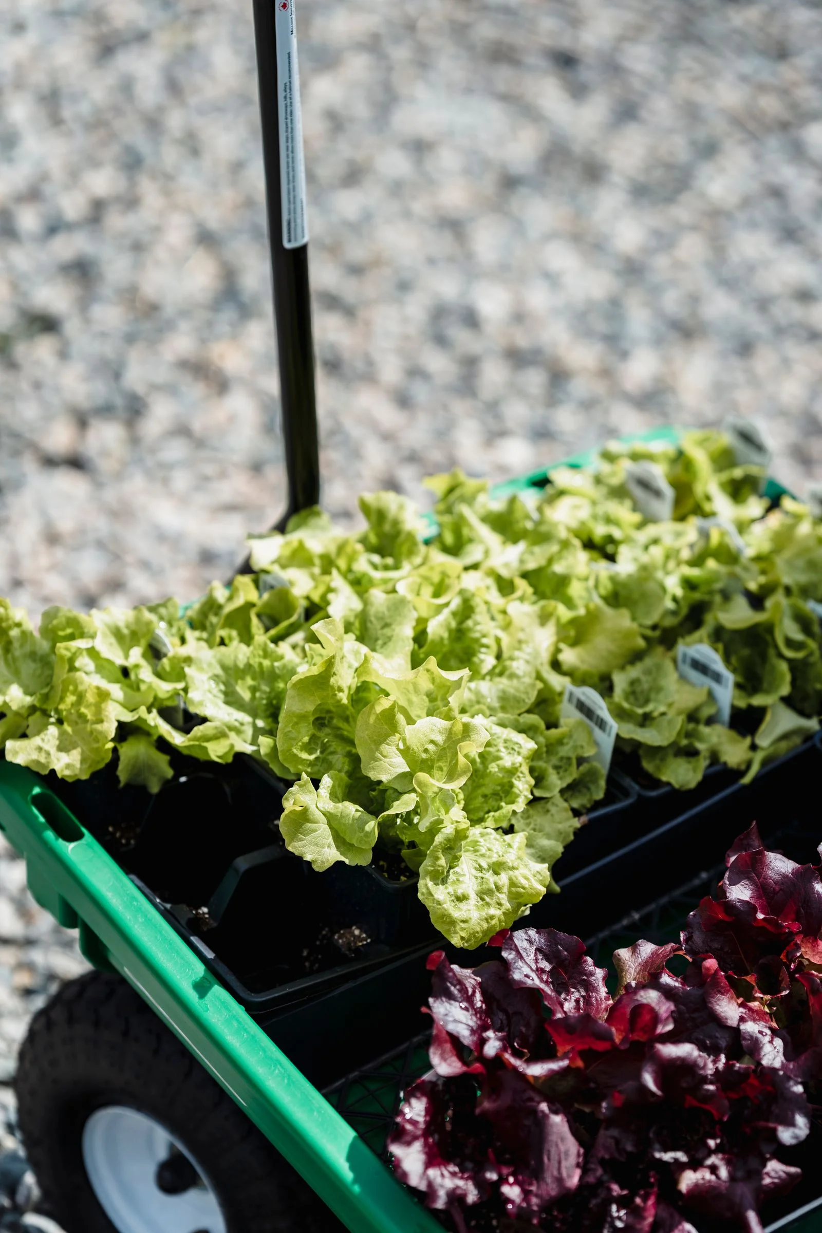 Green and red lettuce seedlings in pots grouped in a garden wheelbarrow