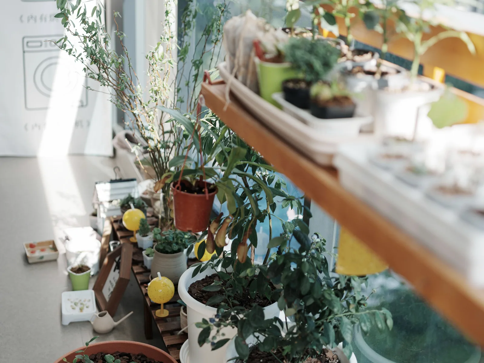 Pots and plants filling a sunny apartment balcony