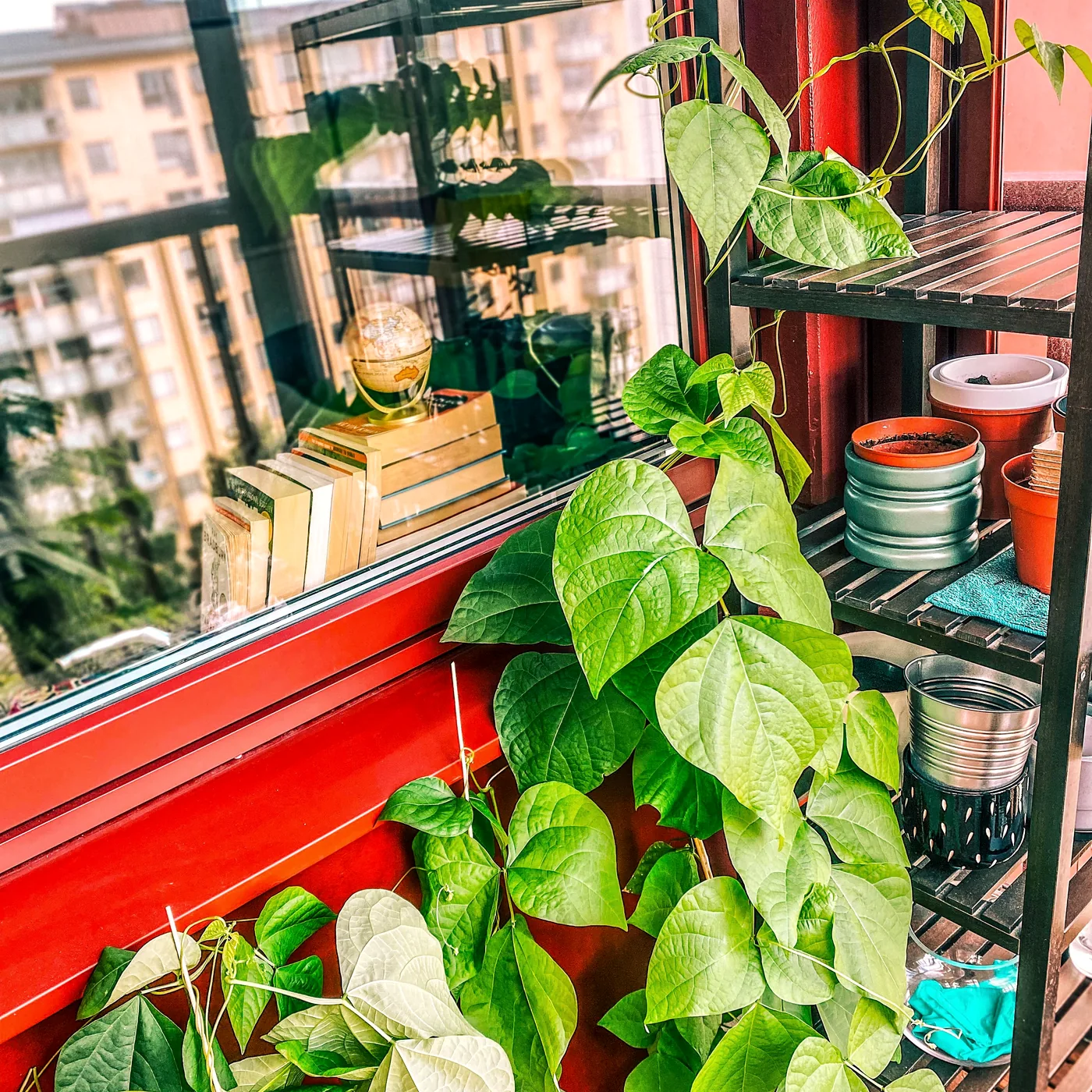 Runner beans climbing beside balcony containers