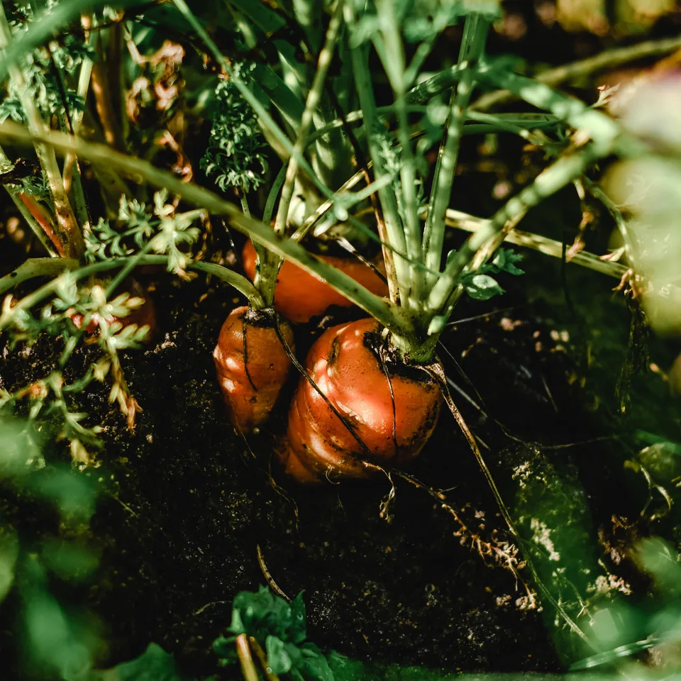 Orange carrot shoulders emerging from dark soil beneath leafy tops