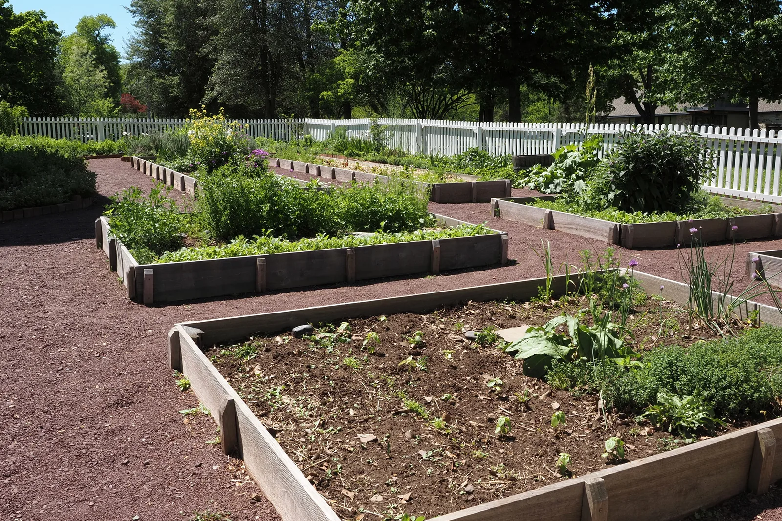 Sunlight crossing vegetable beds in a community garden
