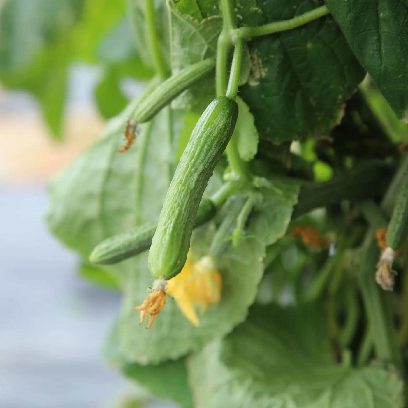 Young cucumbers growing on a vine