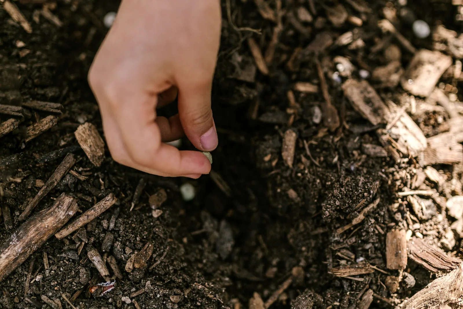 A hand placing a seed into a shallow furrow in outdoor garden soil