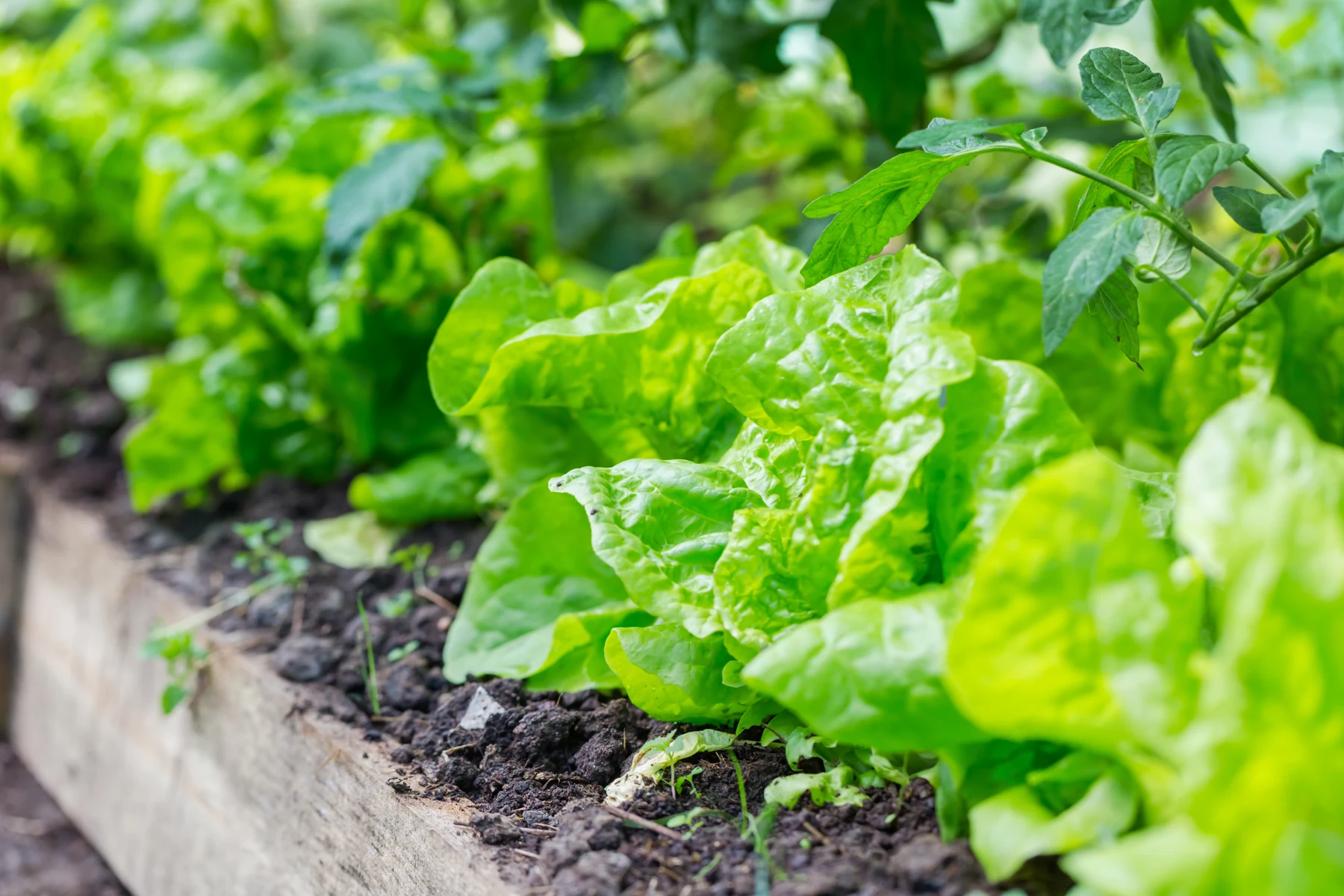 Healthy lettuce and tomatoes growing in a garden bed