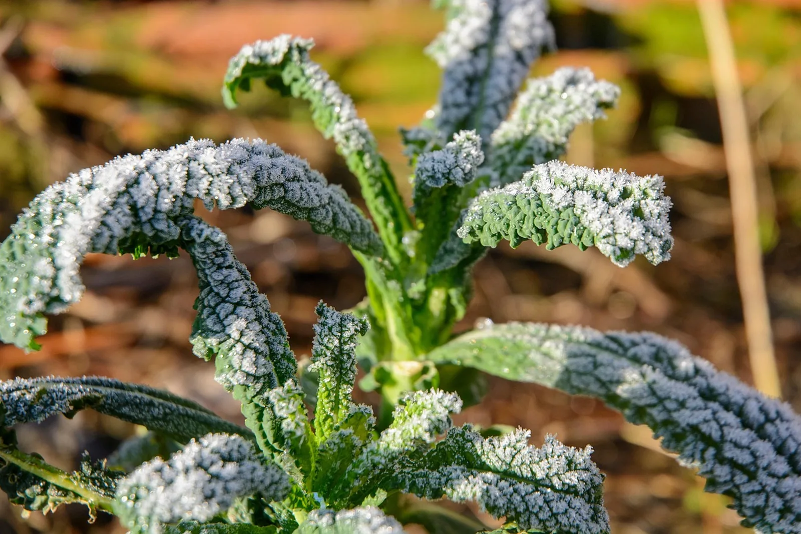 Kale leaves edged with frost in cold morning light