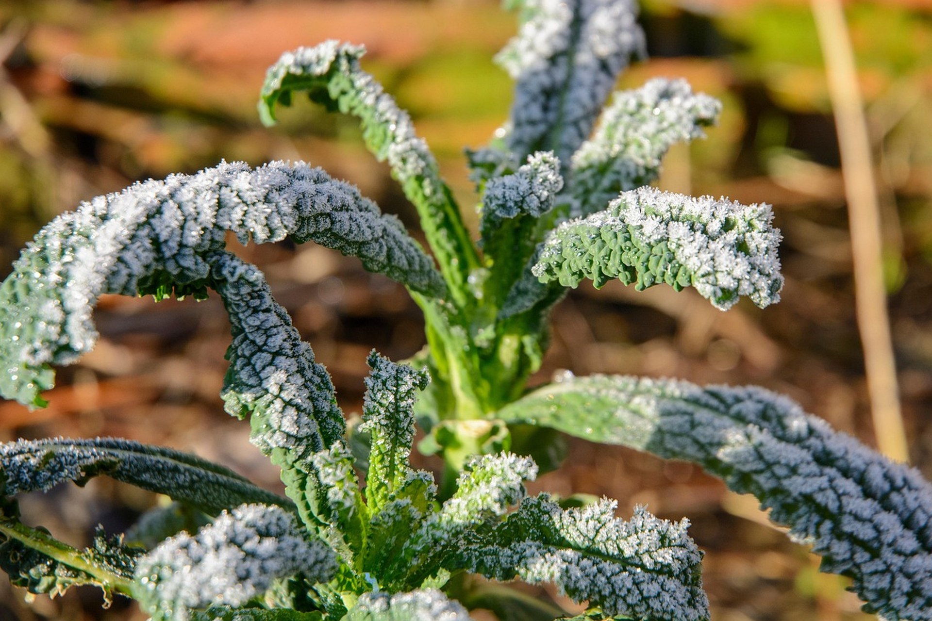 White frost crystals along curled kale leaves