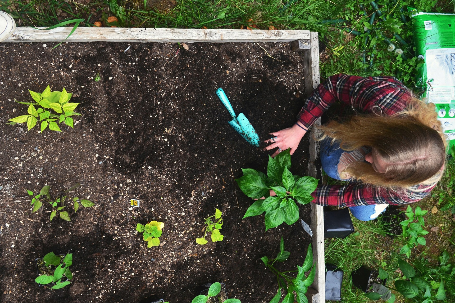 A gardener working from the edge of a timber bed with young plants arranged across the soil