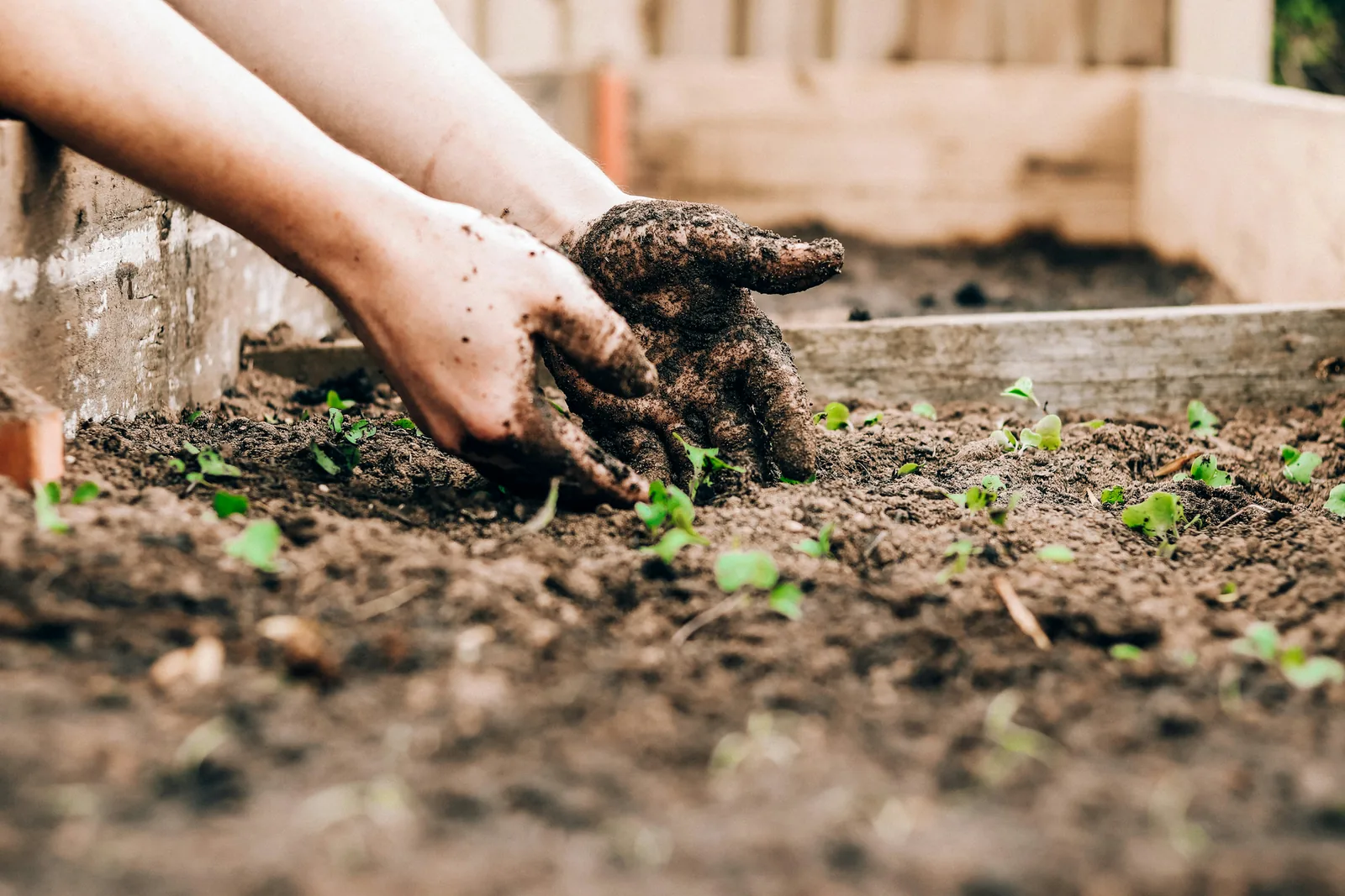 Hands setting a young vegetable seedling into garden soil