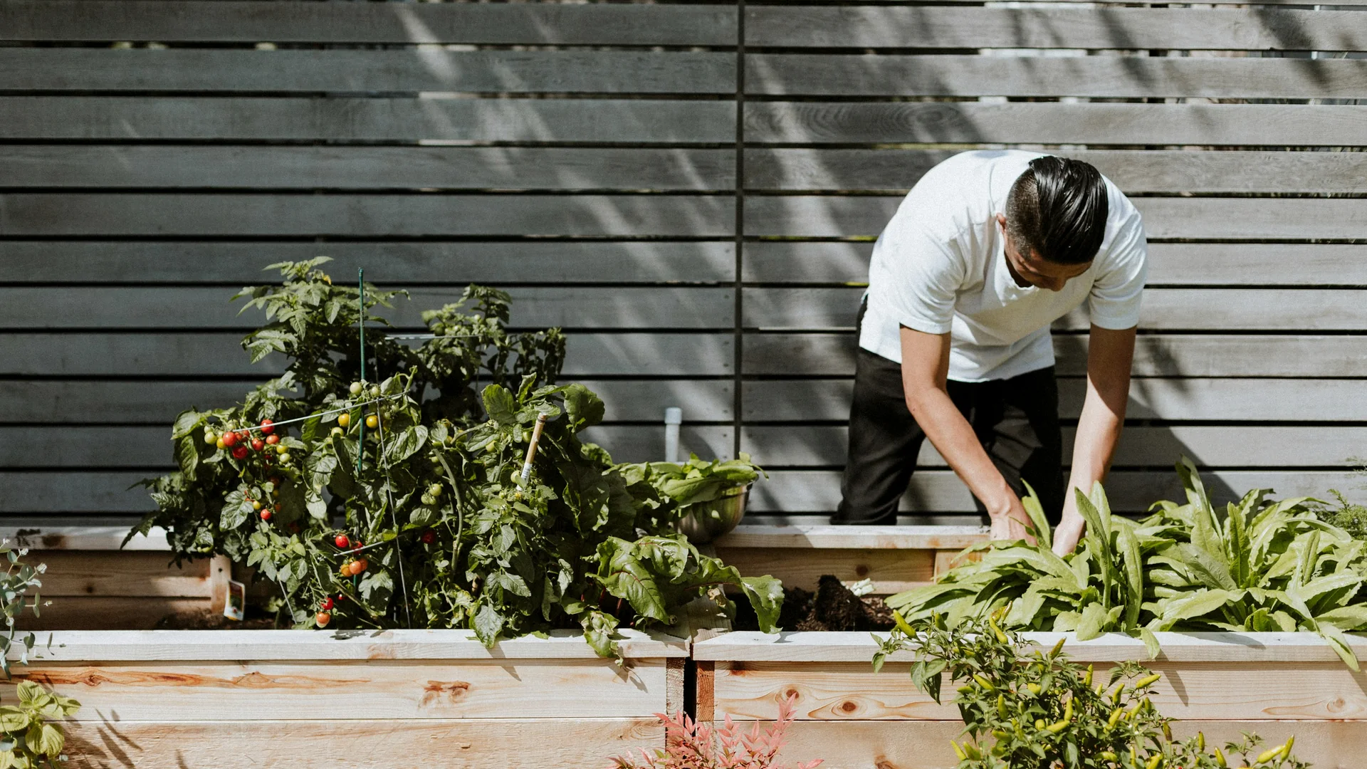 A home gardener tending tomatoes and leafy vegetables in productive raised beds