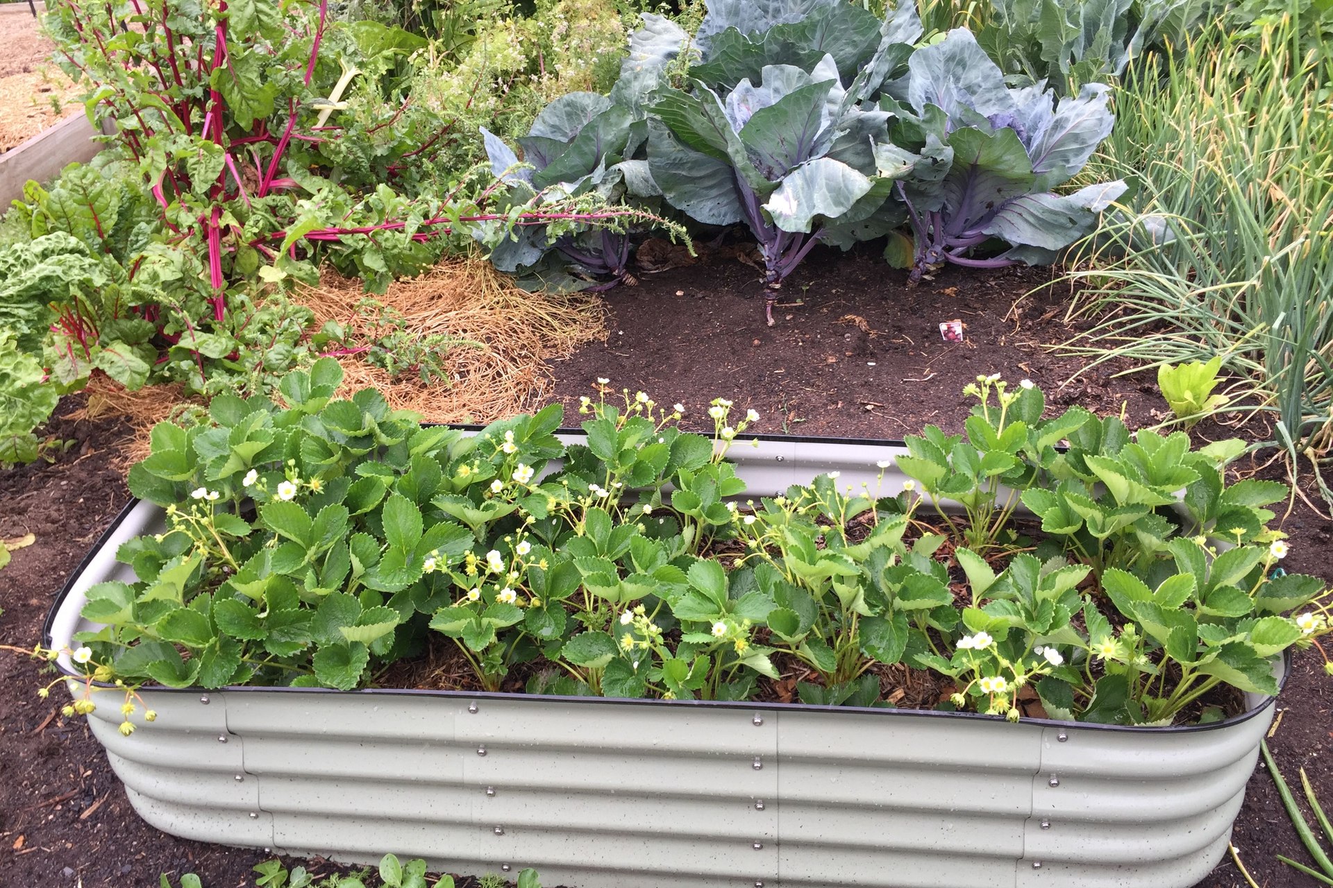 Strawberries growing over a corrugated metal raised bed