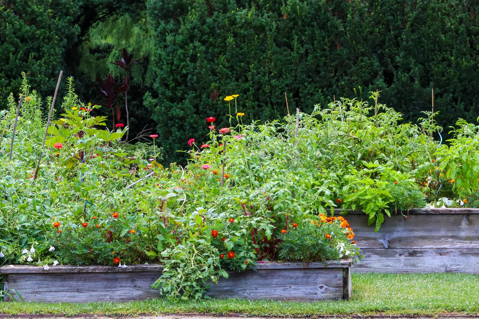 Mixed vegetables growing in raised beds with the bed walls and ground visible