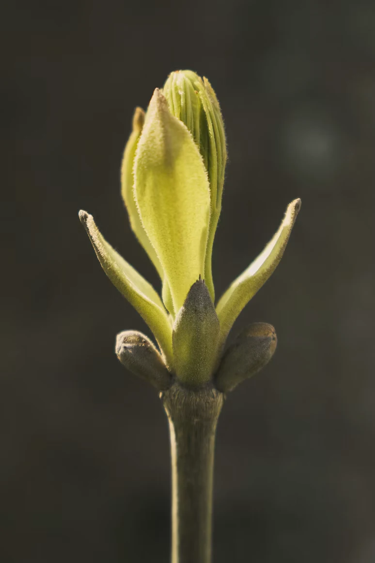 A bud opening into fresh leaves