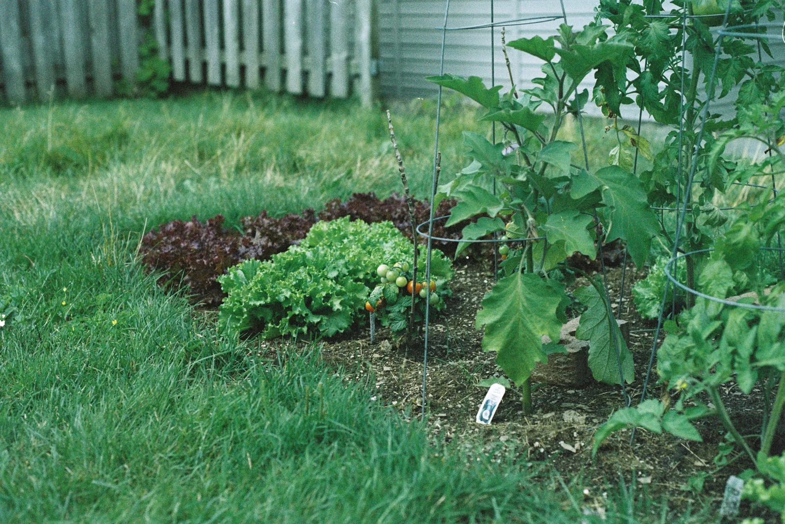 Lettuce, tomatoes and eggplant growing in a home vegetable garden