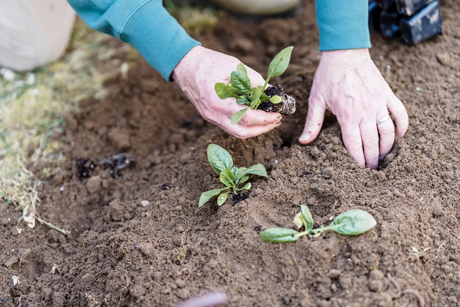 Hands support the root ball of a leafy transplant beside a planting hole.