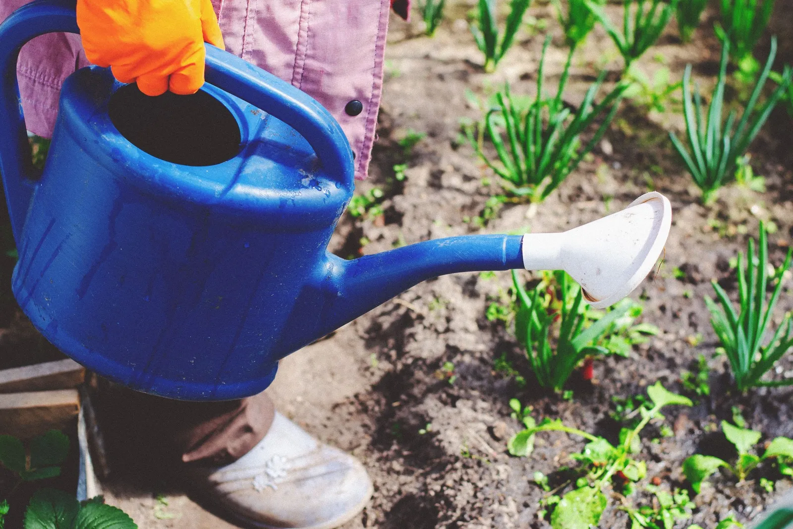 A blue watering can held close to the soil beside young vegetables.
