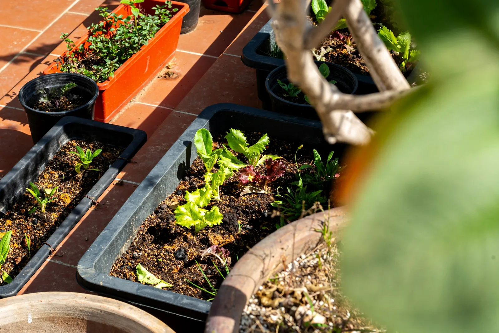 Leafy vegetables growing in several well-drained patio containers