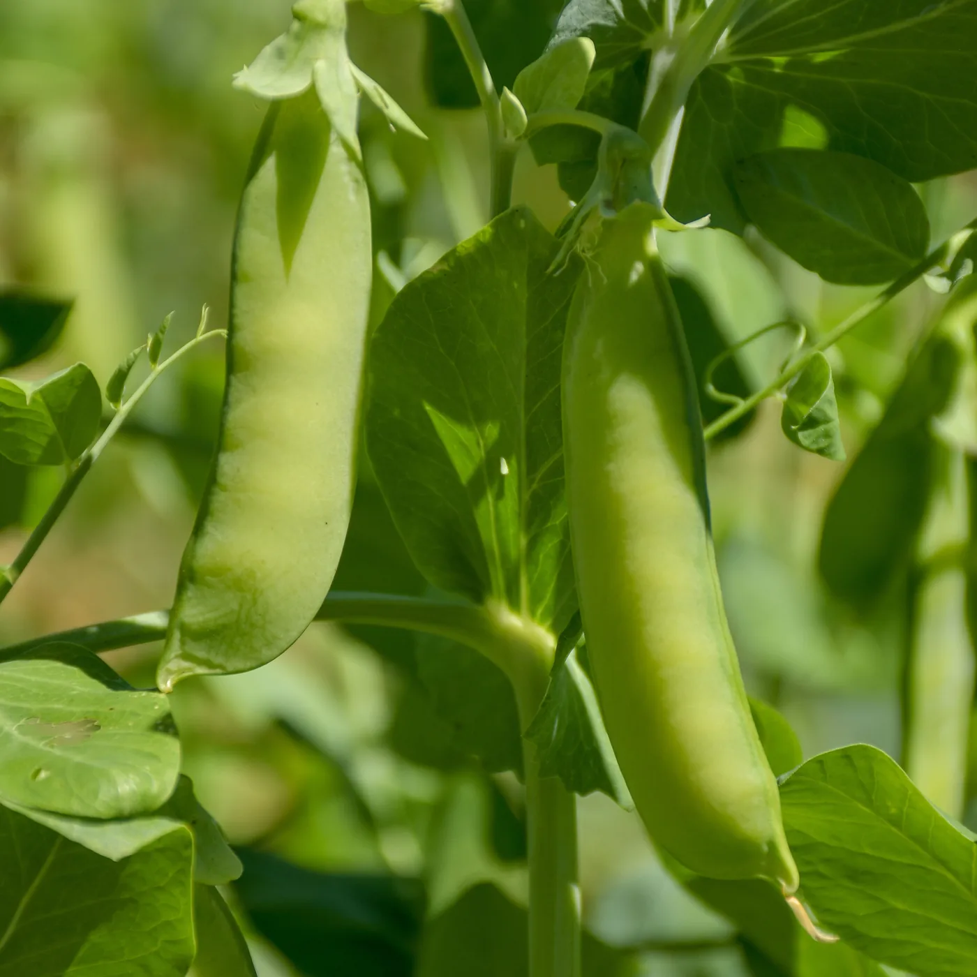 Green pea pods growing on a garden vine