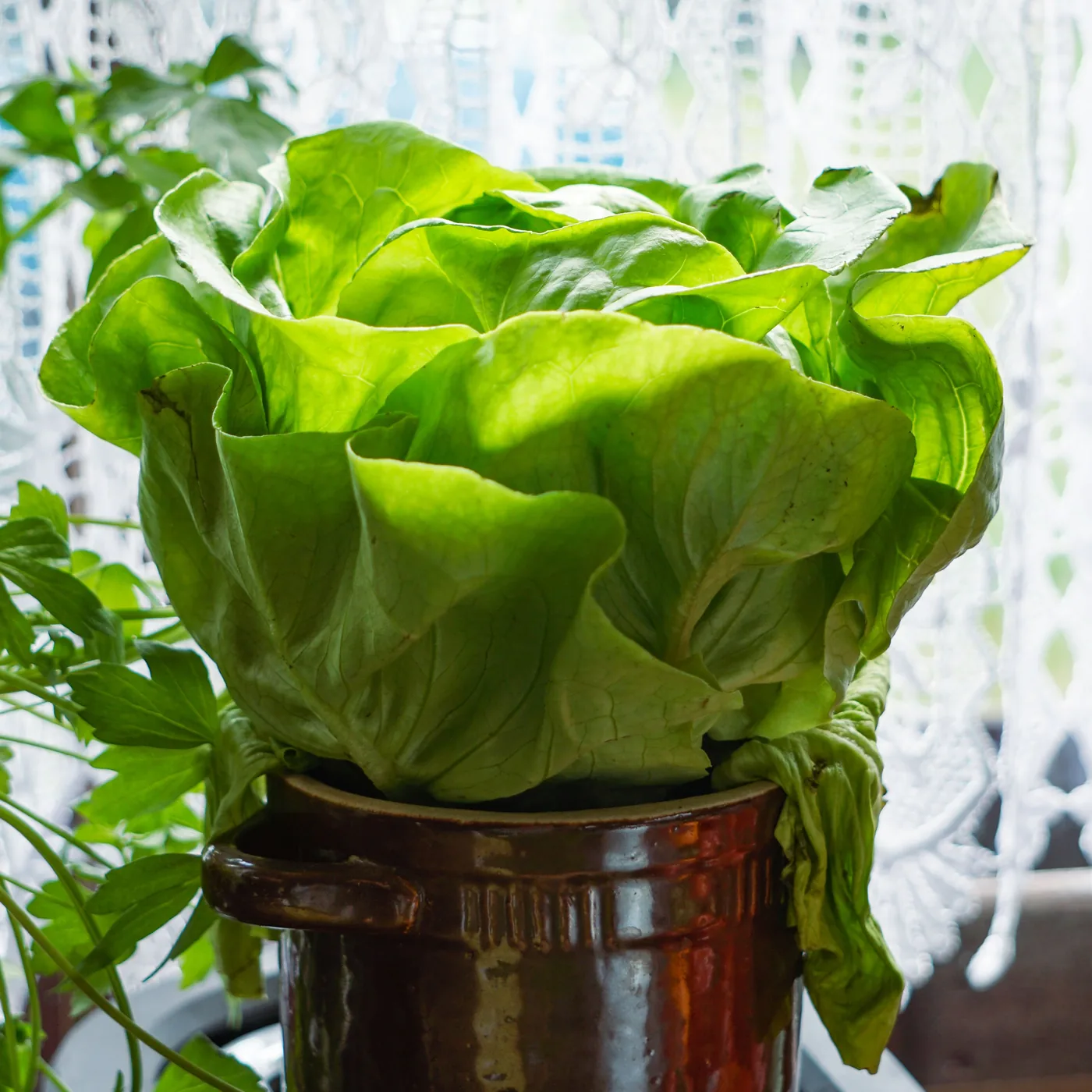 Leaf lettuce growing in a ceramic container