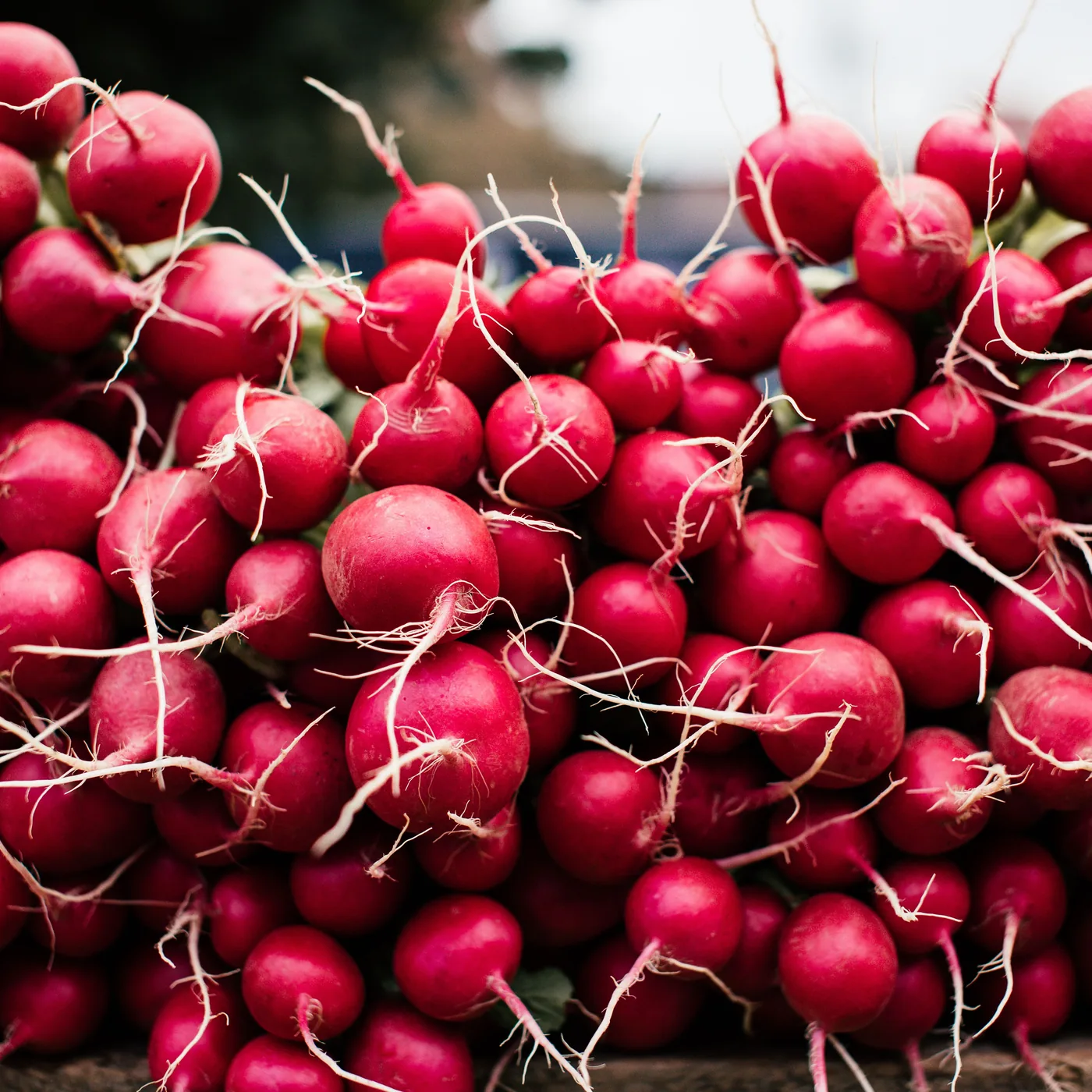 Harvested red radishes with roots attached