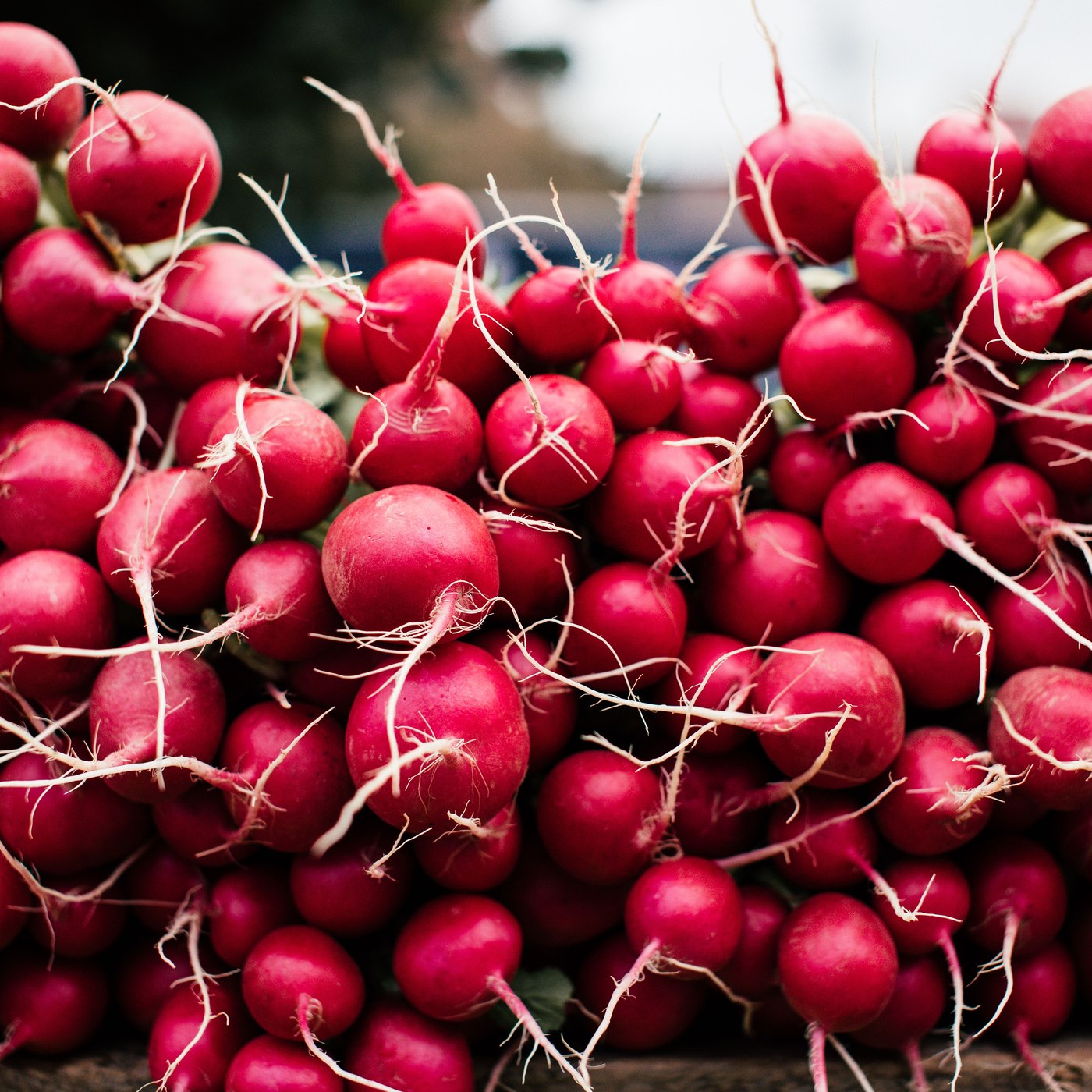 Fresh red radishes with thin roots attached