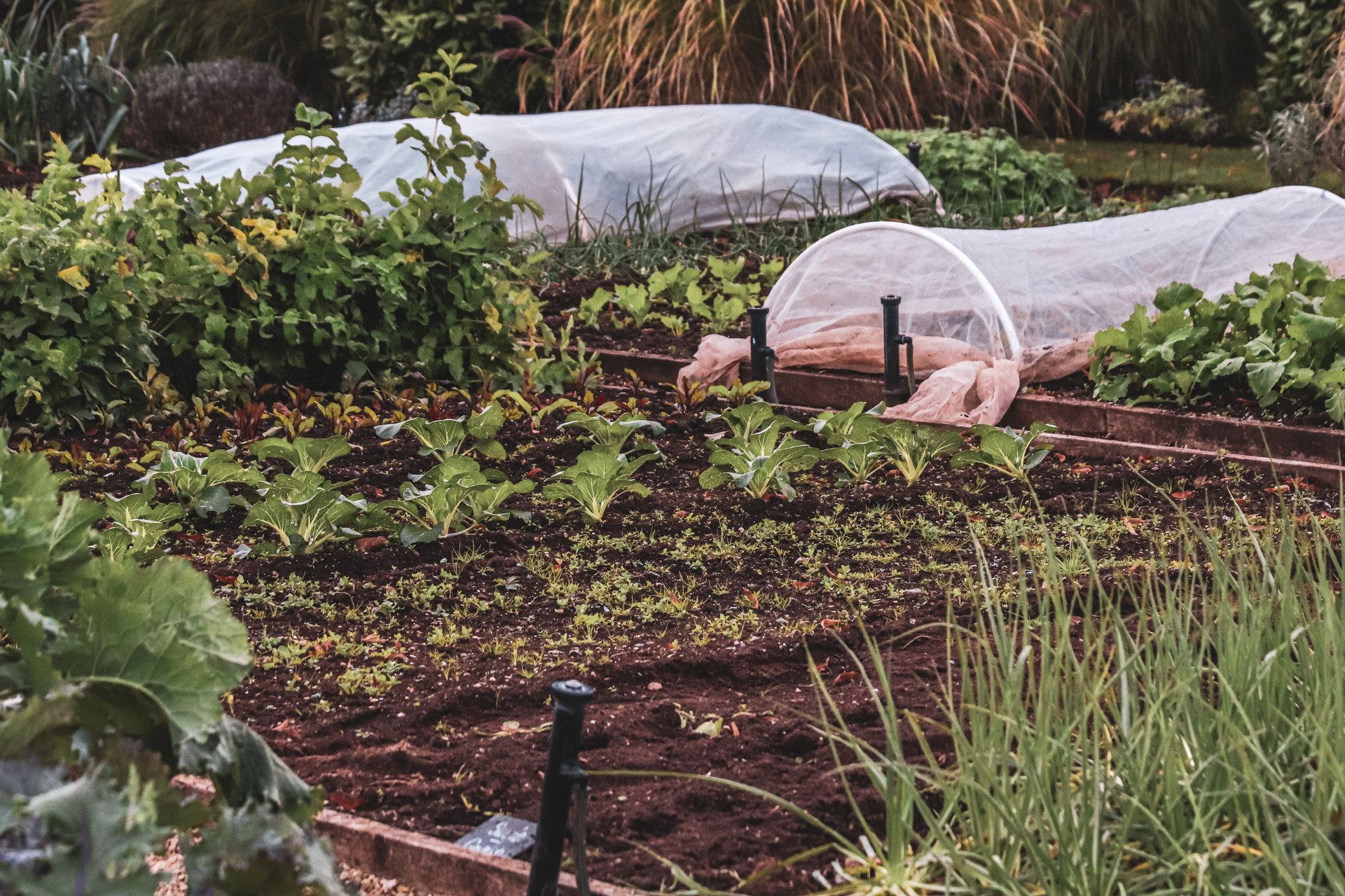 Fabric row covers supported on hoops beside vegetable beds