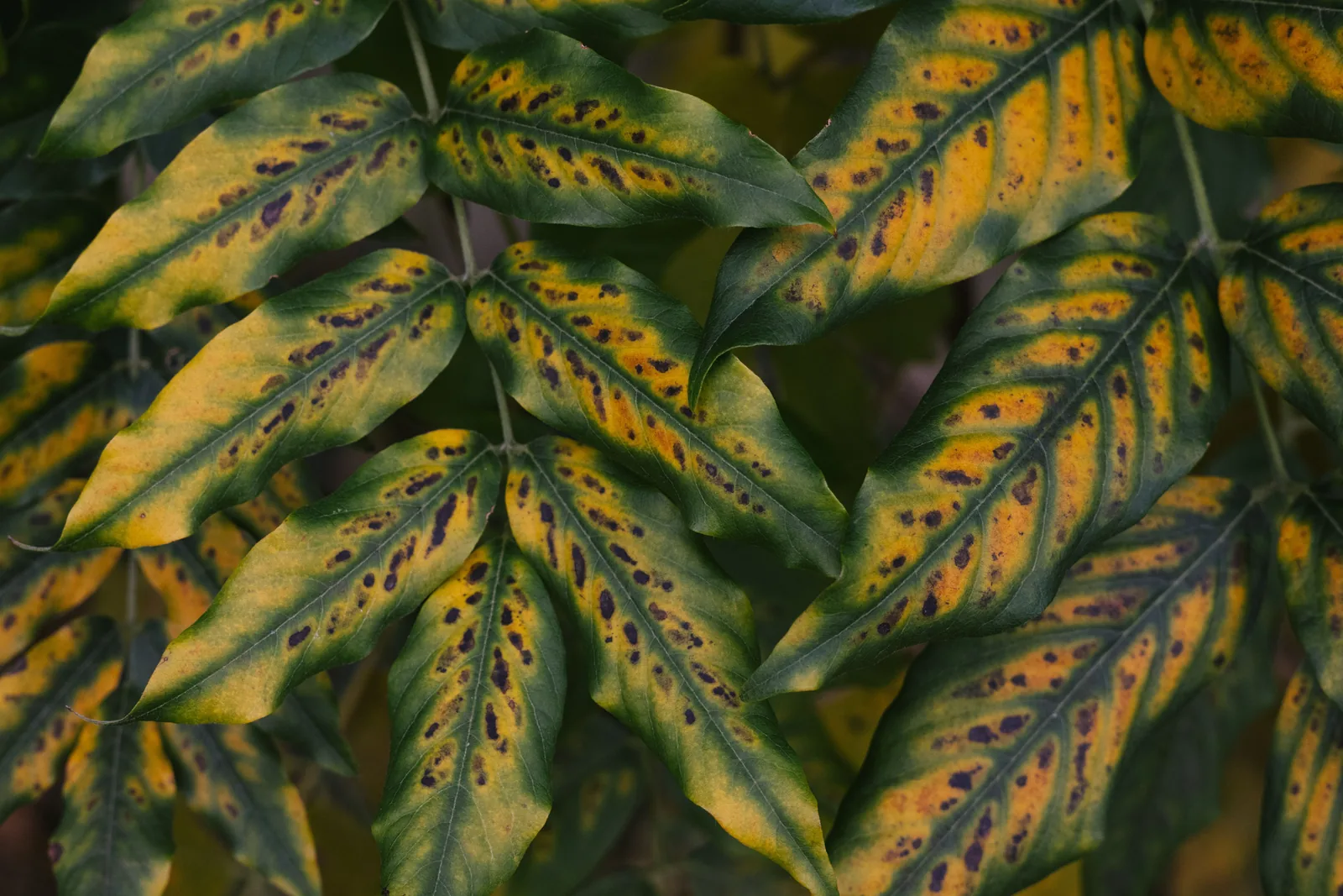 Leaves with yellow bands, green veins and dark spots