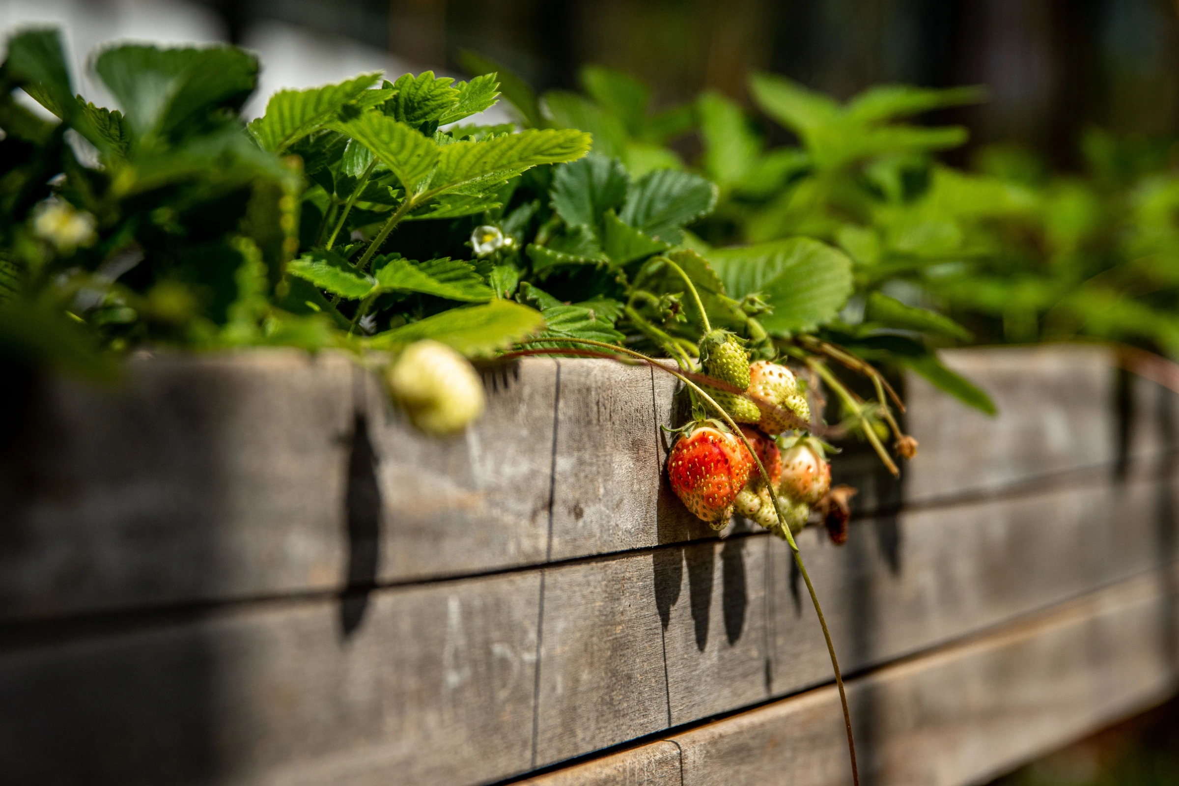 Sunlit strawberry plants spilling over the edge of a wooden garden bed