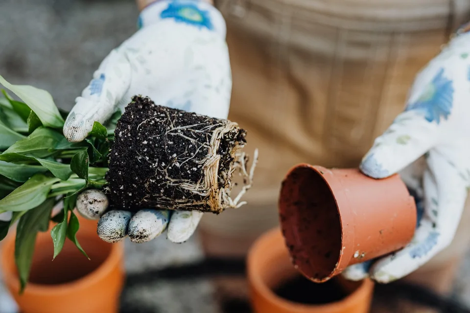 Hands supporting an intact root ball beside a nursery pot