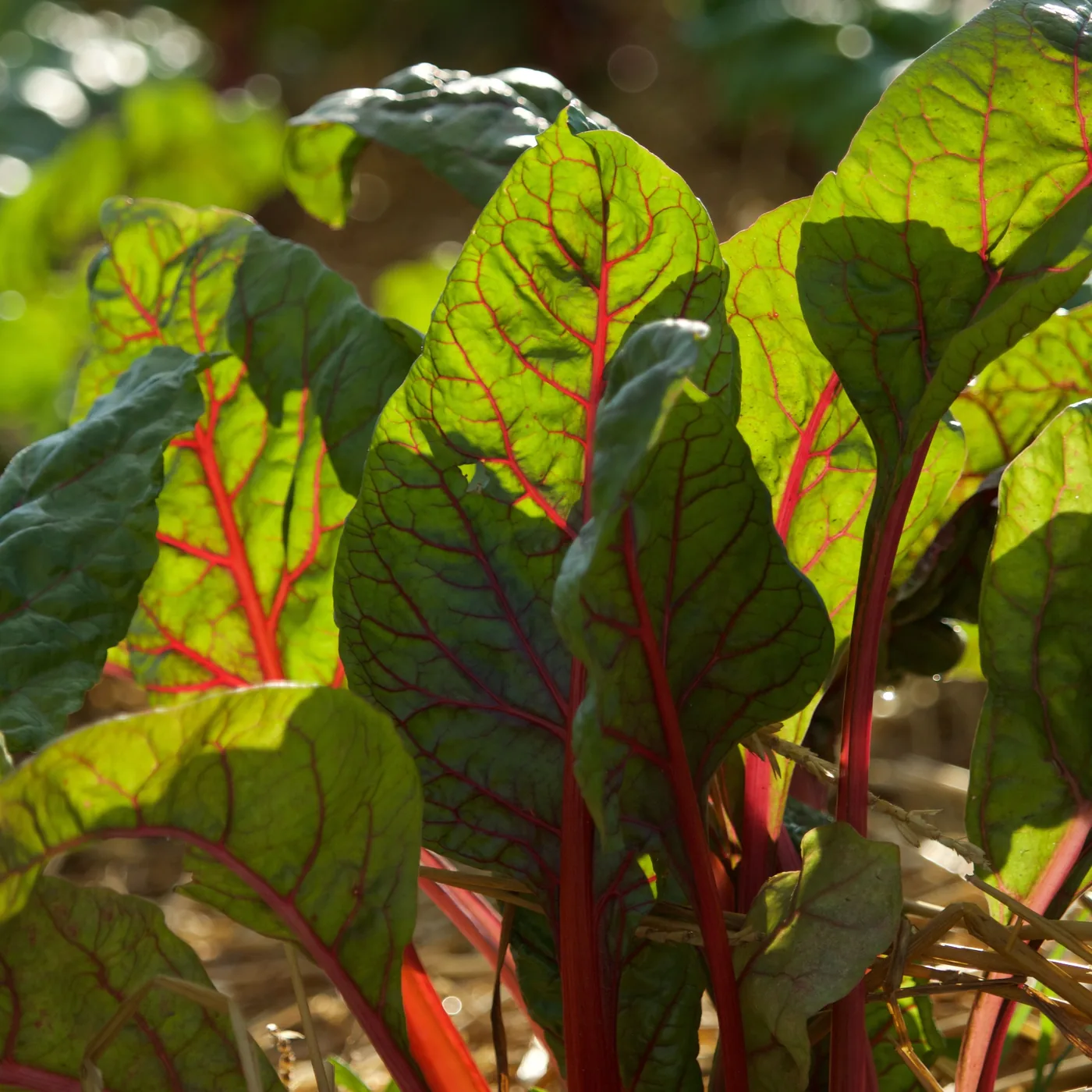 Red-stem Swiss chard growing in a mulched garden