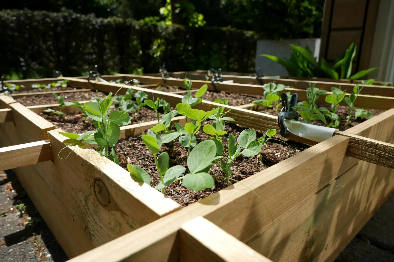Young plants growing in a timber raised bed with the boards and corners visible