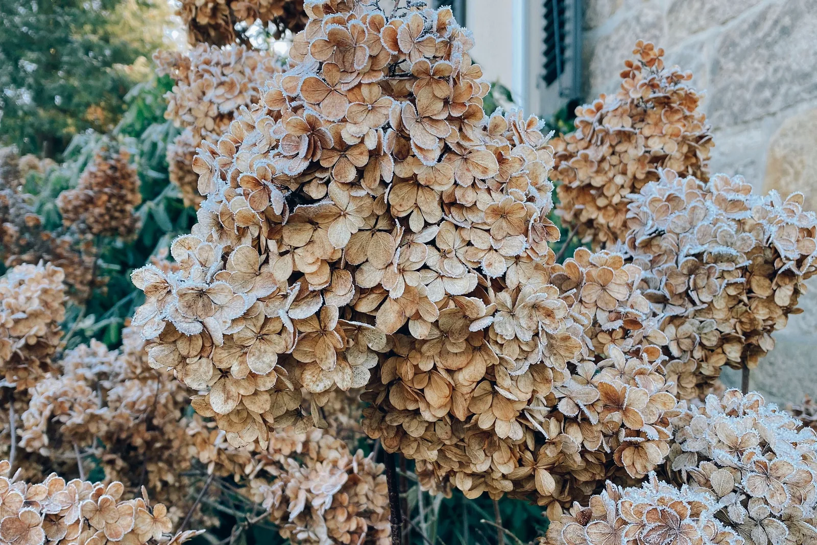 Frost on dried hydrangea flower heads beside a home