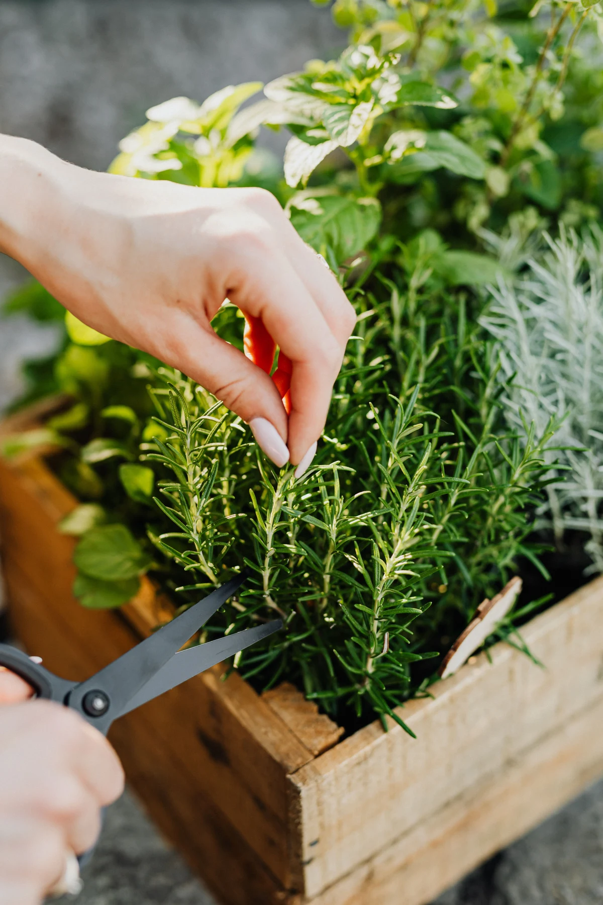 Harvesting rosemary from a wooden herb planter