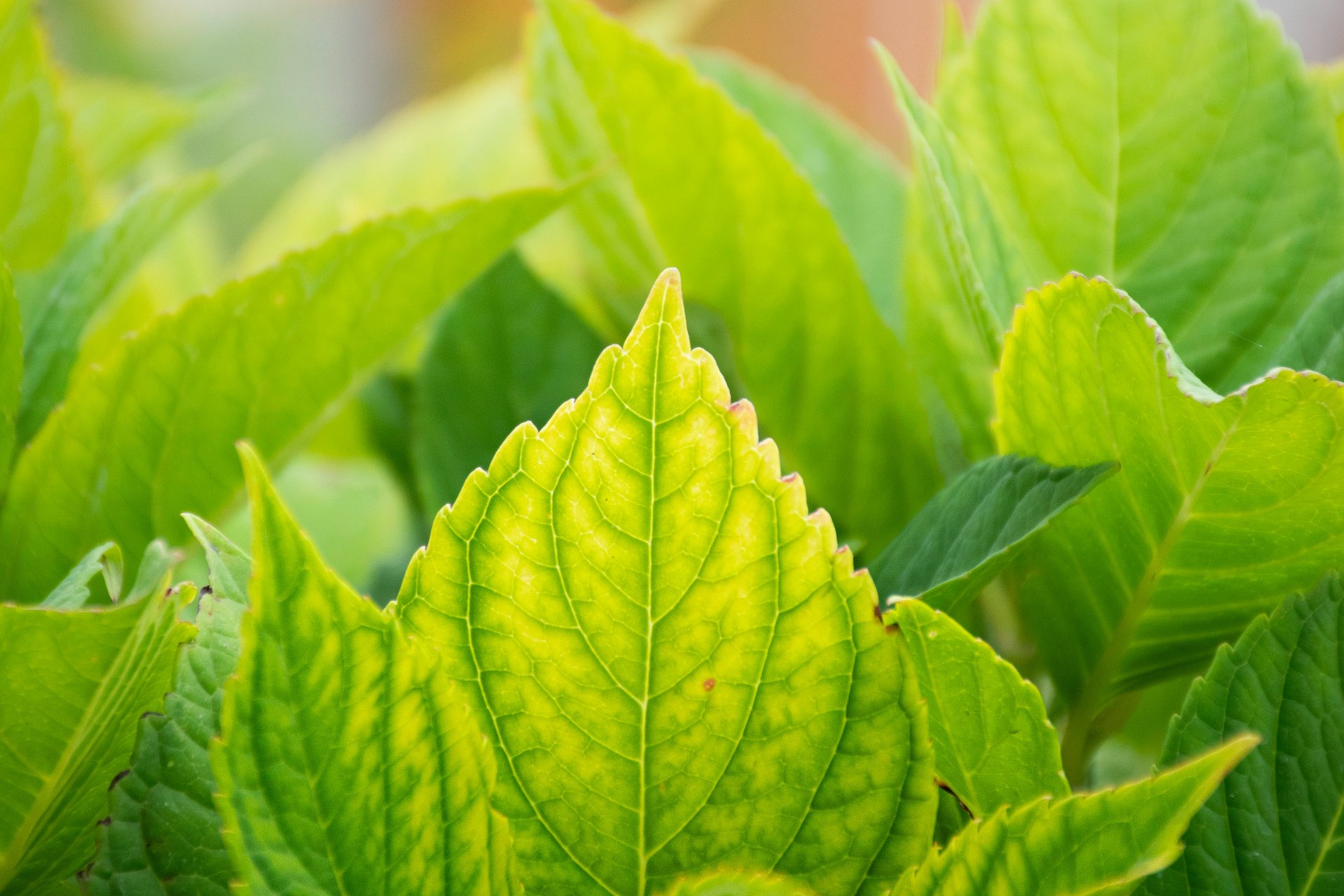 A yellow-green leaf with darker green veins