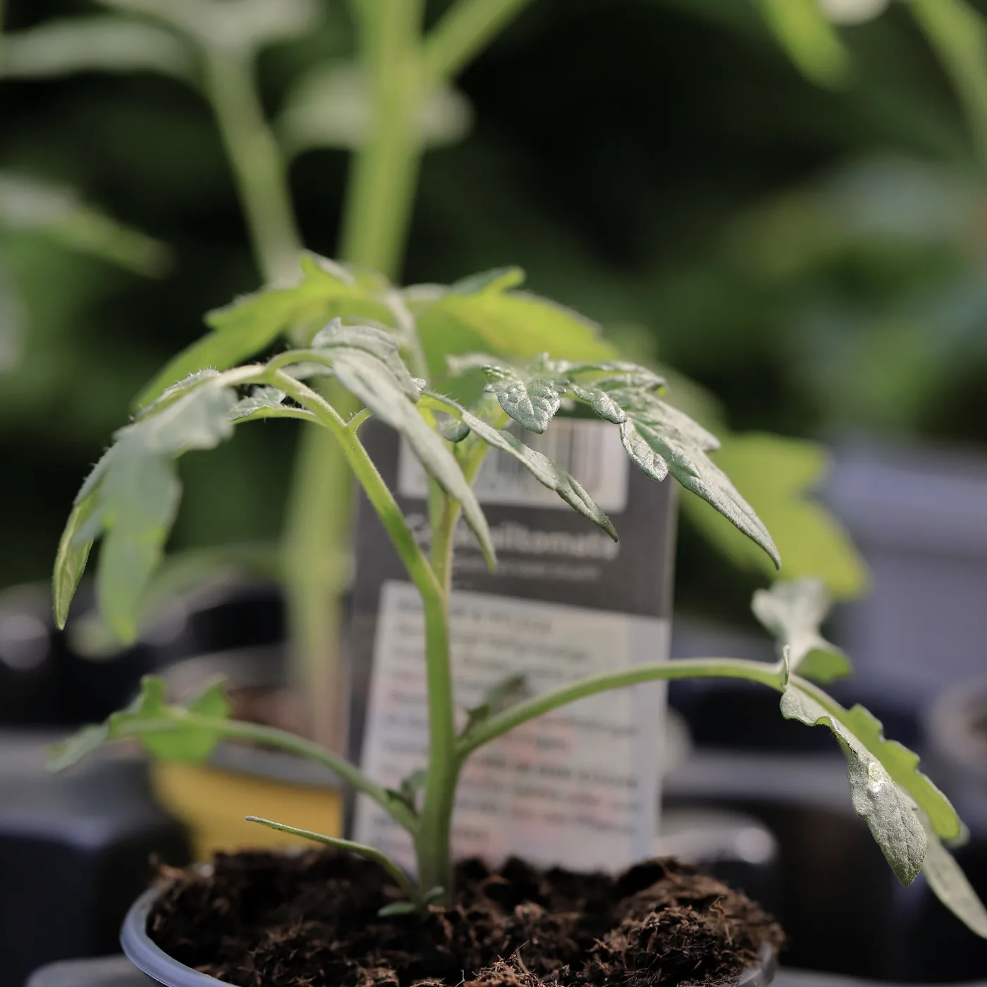 A young tomato plant in a temporary pot