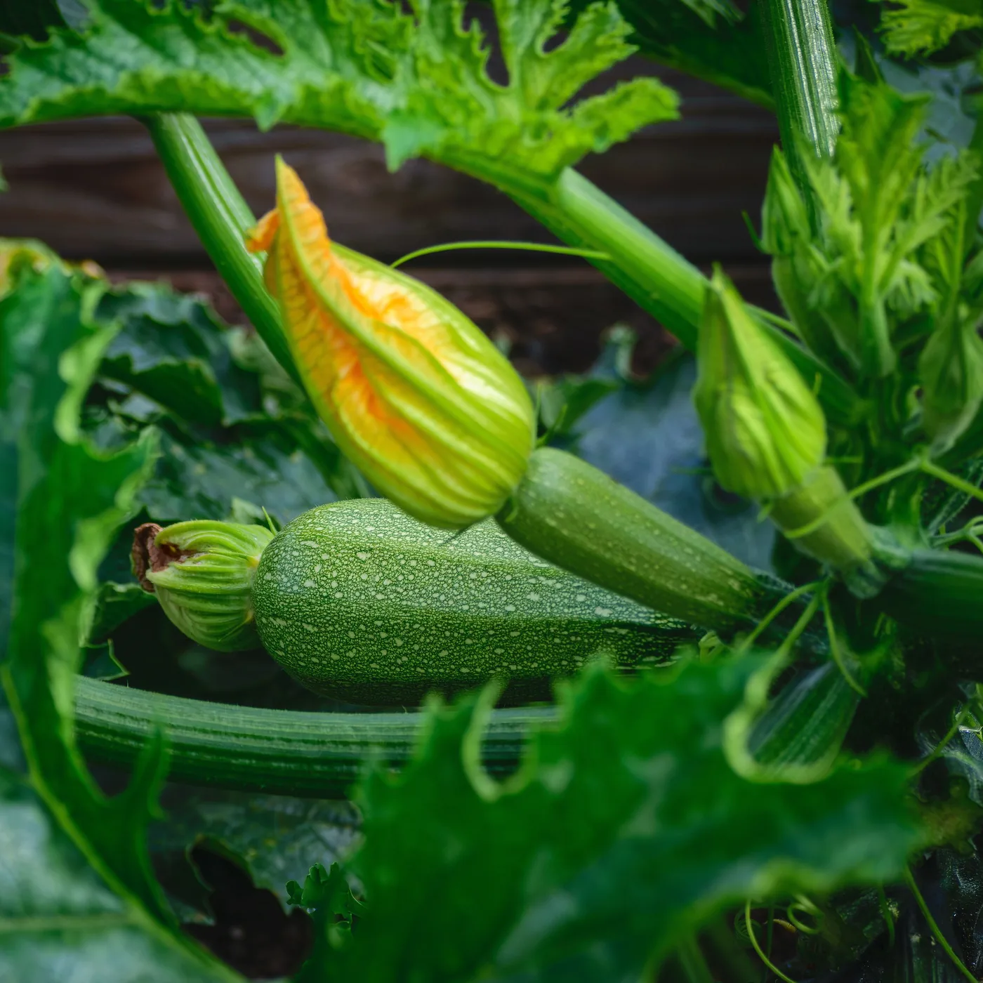 Zucchini fruit and flowers growing on a leafy plant
