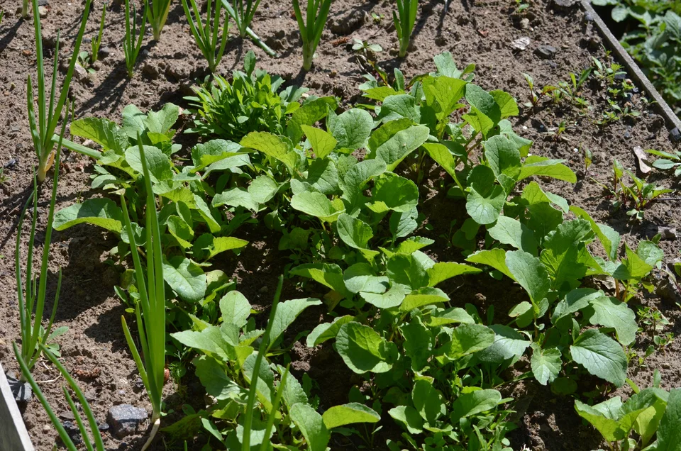 Vegetable leaves and onion stems in direct sunlight, casting sharp shadows on the soil