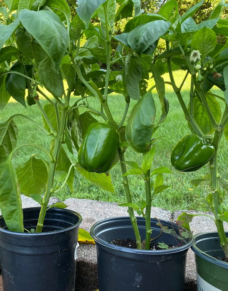 Green bell peppers hanging beneath leaves on plants in individual pots