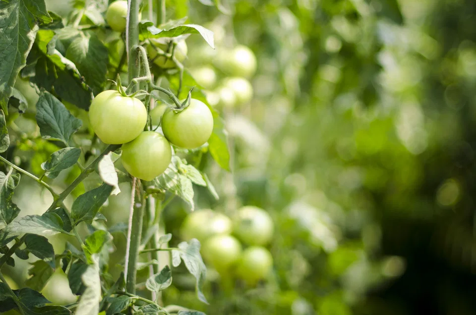 Clusters of green tomatoes hanging along a leafy garden vine